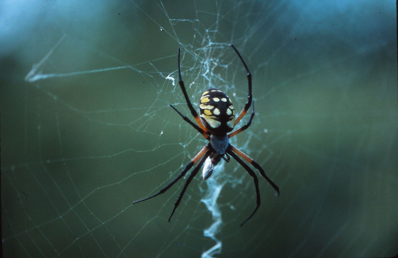 Rethinking Spider Legs - Under the Solano Sun - ANR Blogs