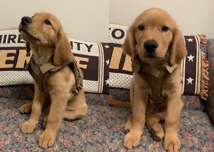 Puppy Is Newest Deputy In Training At Sheriff S Office In N H The Boston Globe