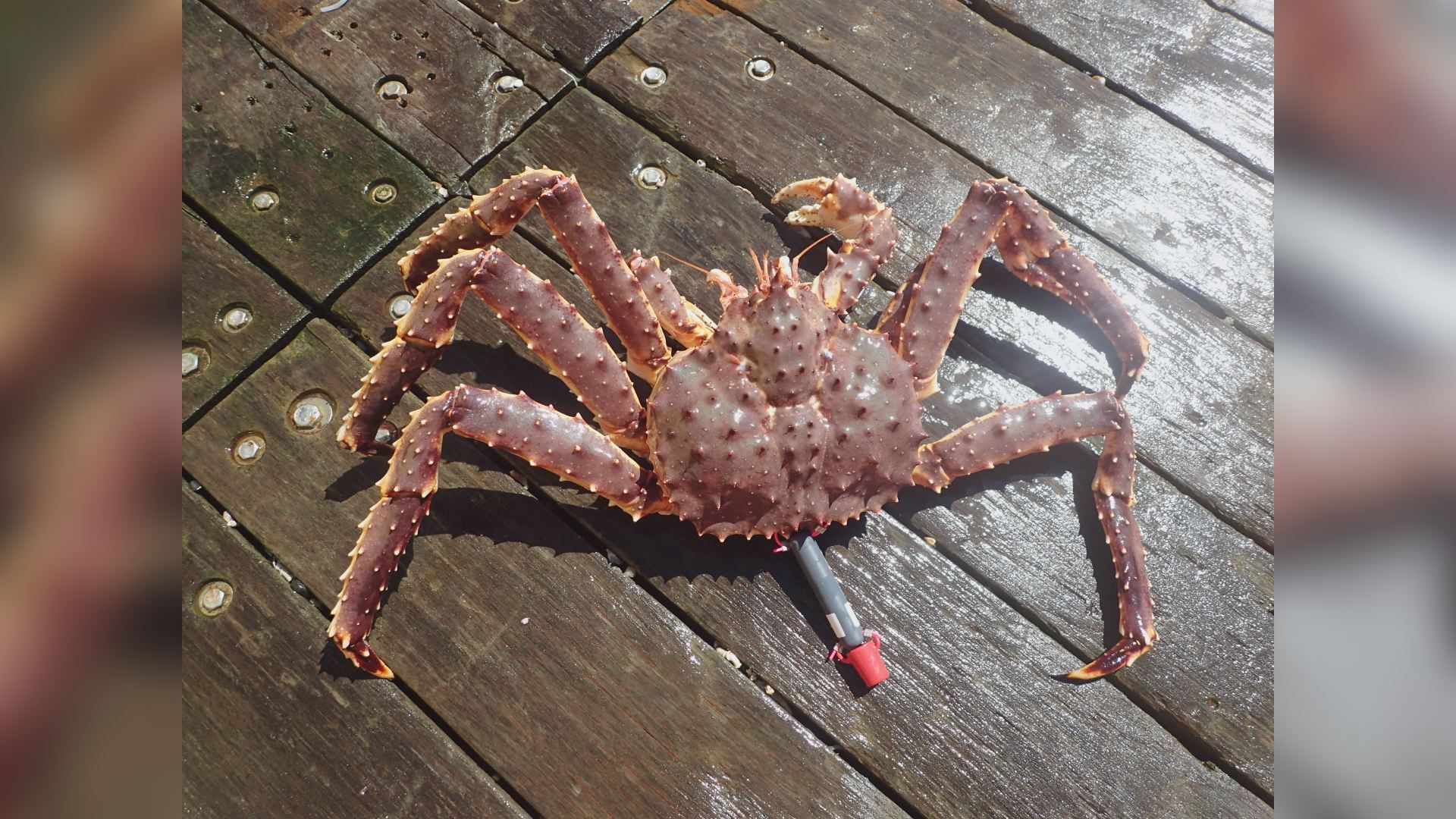 styrte Shetland mini New tech could unveil the secret life of Bristol Bay red king crab
