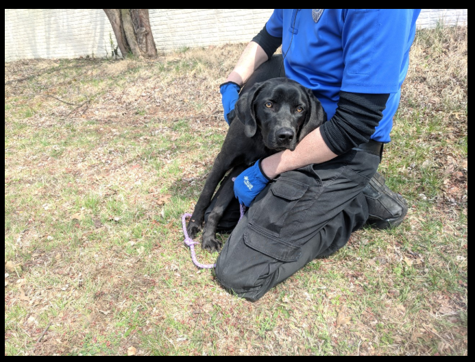 Found 2024 black lab