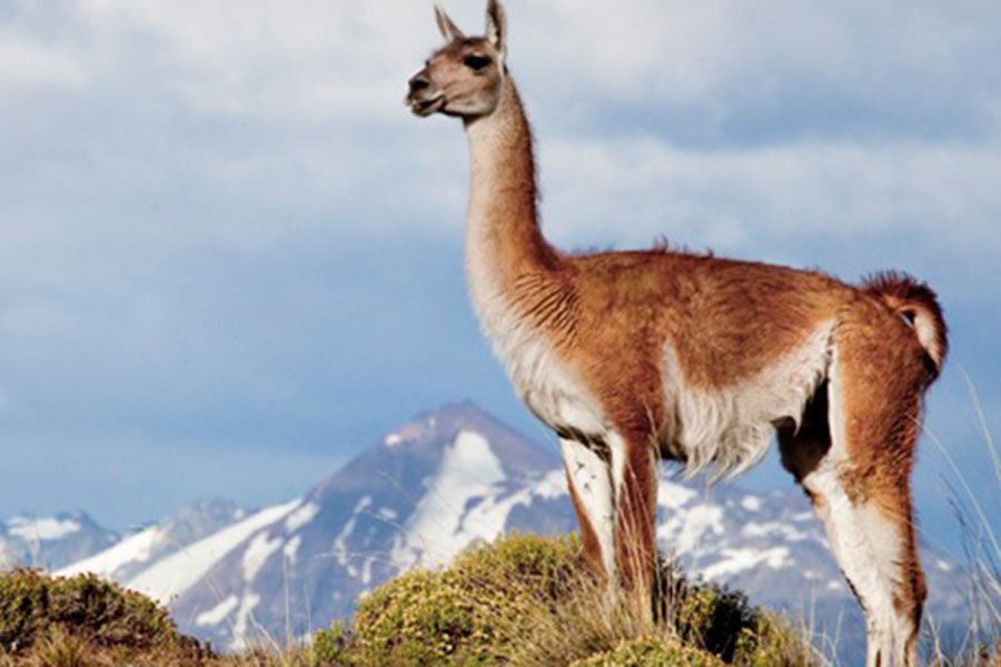 guanaco.jpg