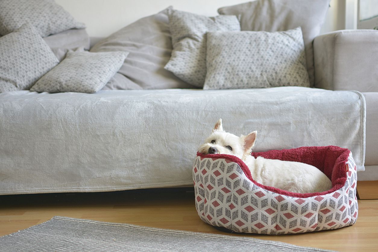 Psiquiatría pizarra público Consejos para elegir la cama correcta para tu perro
