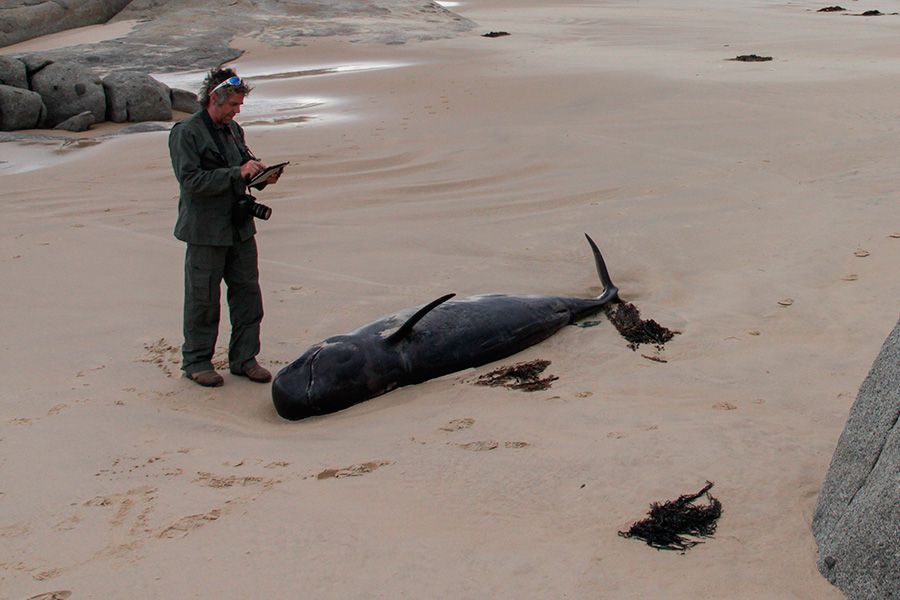 ballenas-varadas-australia