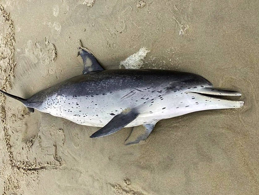 Finding old dolphin friends and other life lessons at the Jersey Shore