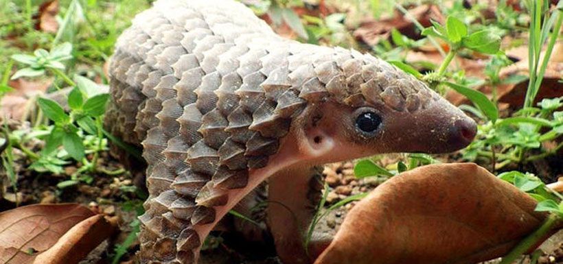 pangolin