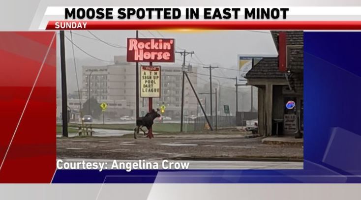 Moose spotted in Minot