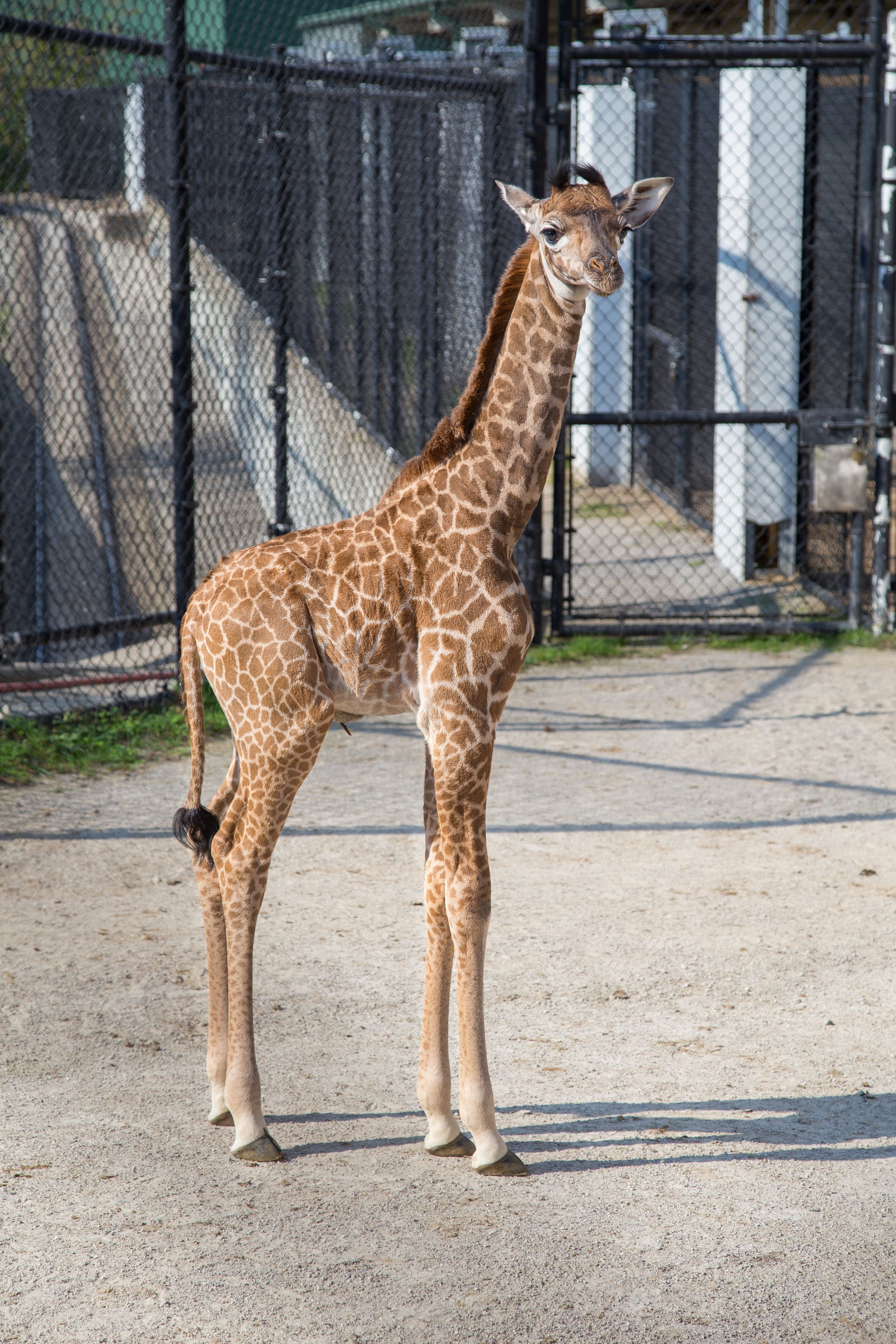 Toledo Zoo welcomes tiger cubs, baby giraffes