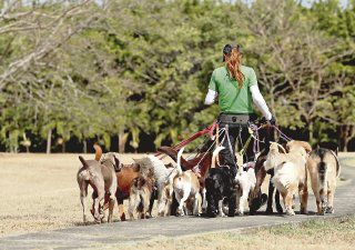 cuantos perros puede pasear un paseador de perros