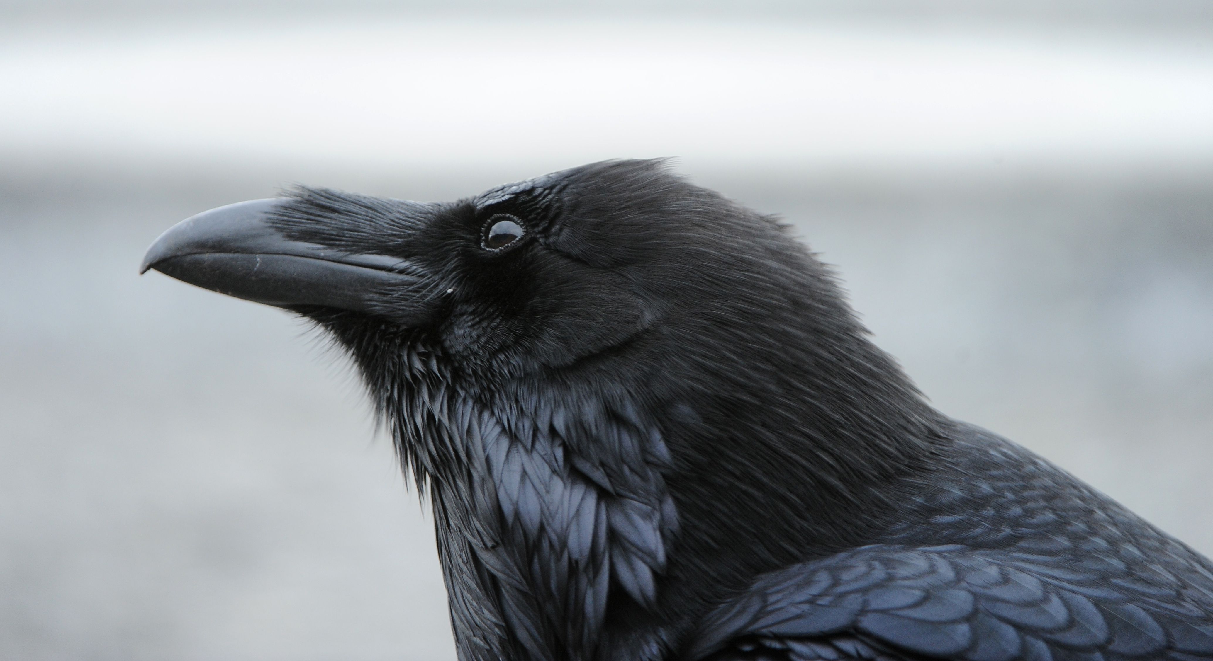 Ravens  Walking with Aki