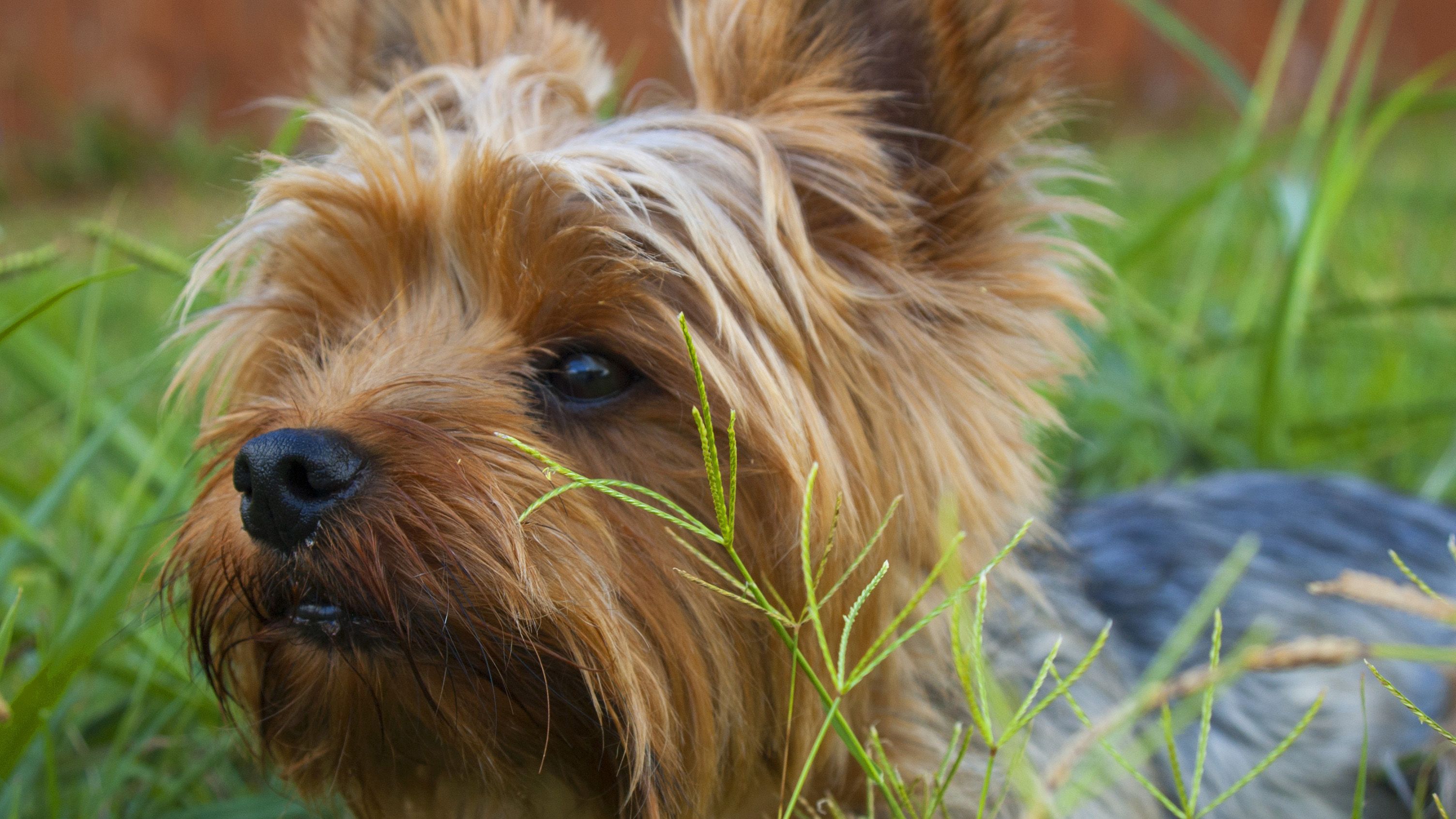 Do You Tip Petsmart Groomers - Go Guru