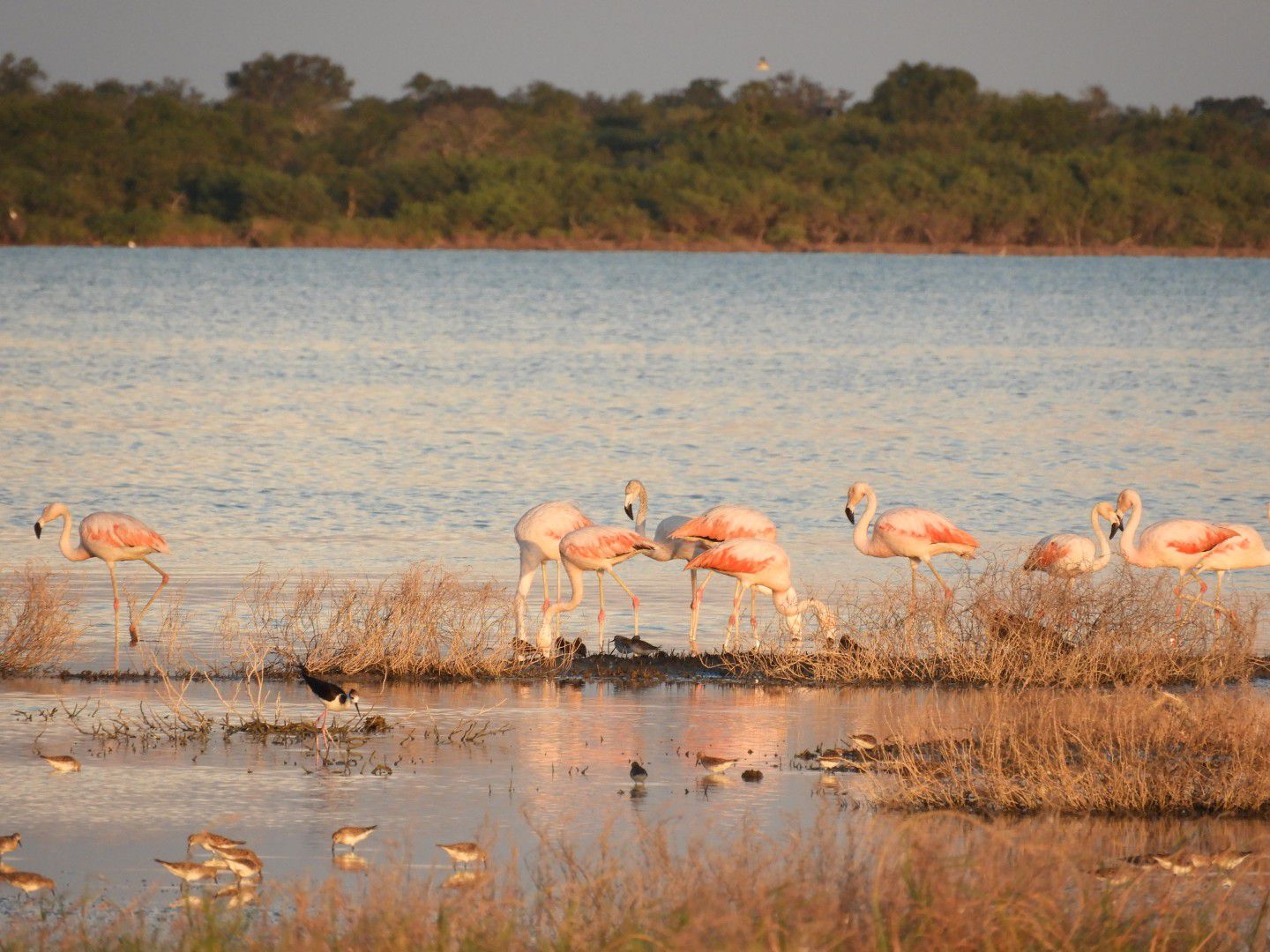 La Naci n Destino LN Pantanal chaque o el mayor tesoro natural