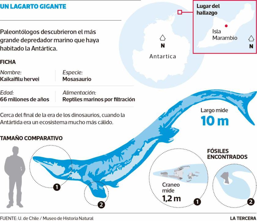 LT-largato-gigante-dino-840x722.jpg