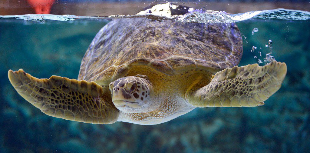 How a Texas A&M scientist's video of a sea turtle soured Americans on  drinking straws