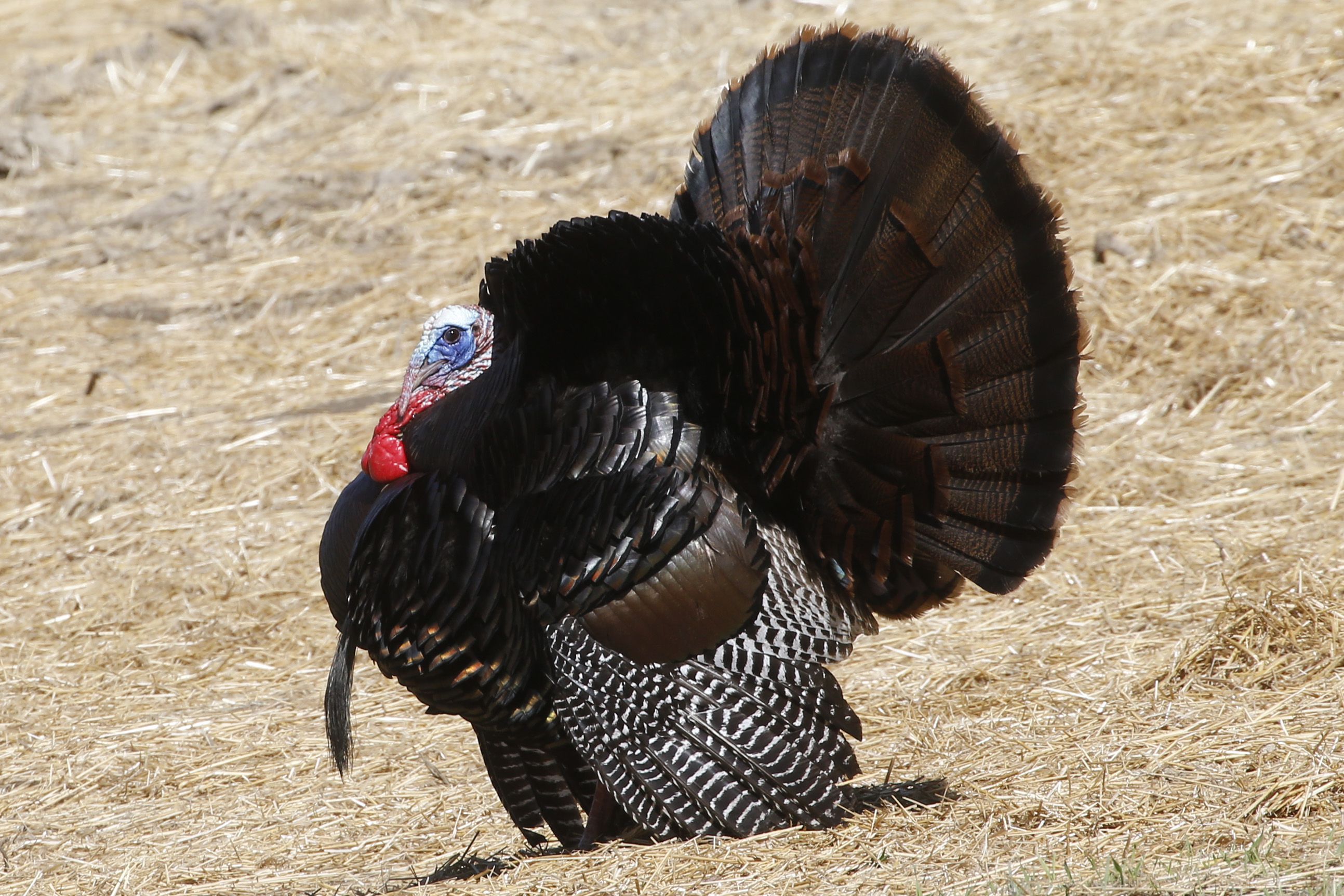 ohio spring turkey season