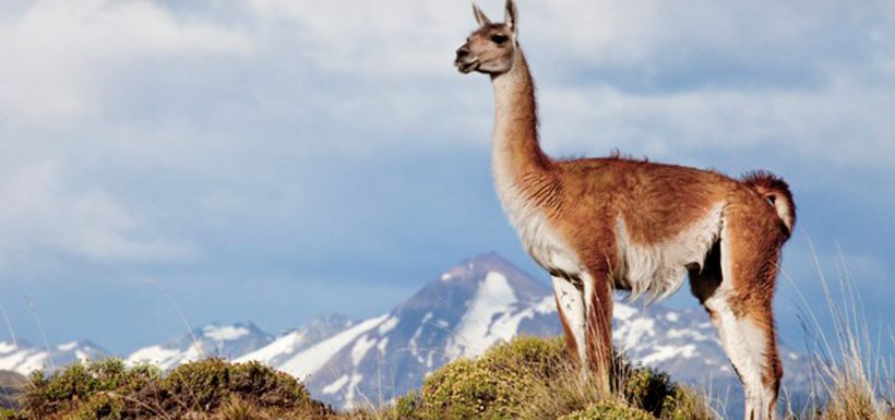 guanacos