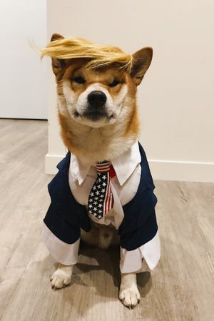 Dog Costumes: The 22 Best Options For Halloween 2022 - DodoWell