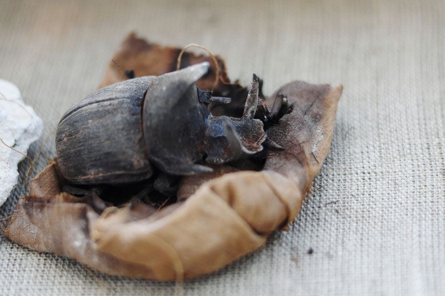 A-mummified-scarab-ins24149150.jpg