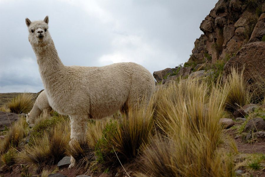 Alpacas de Sillustani