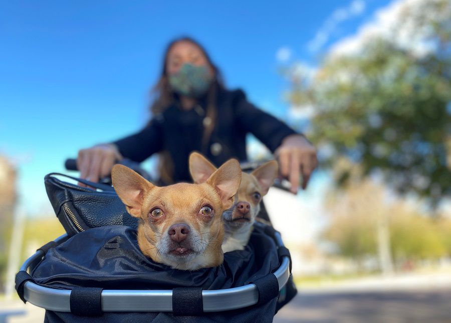 Dogs look out from basket in Barcelona