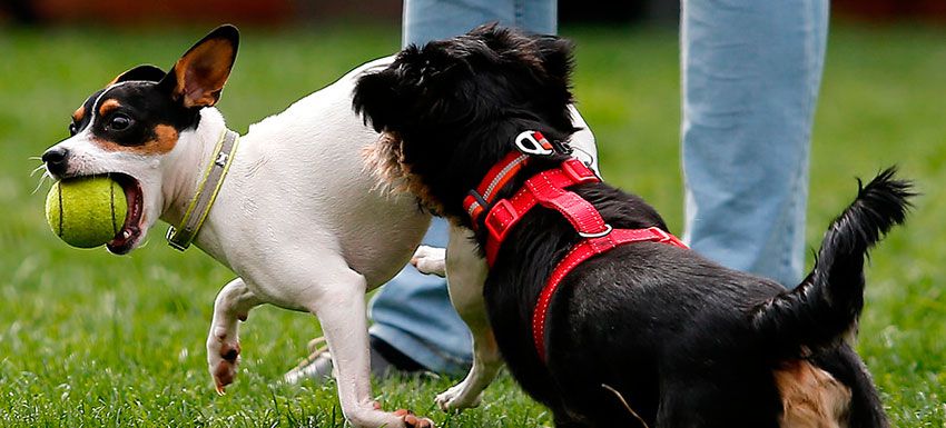 terrier-chileno