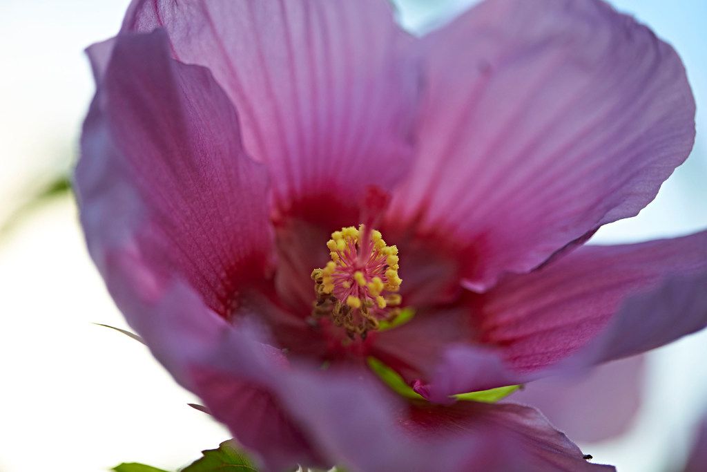 20+ Fantastic Ideas Where To Buy Hibiscus Flowers Near Me ...