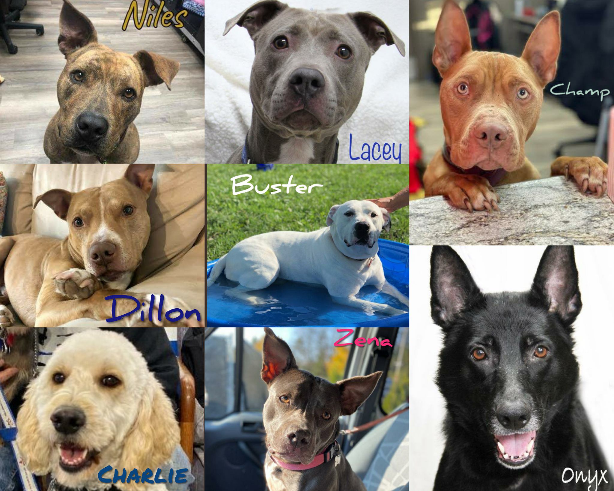 Detroit animal shelter closing Friday has 7 dogs left 