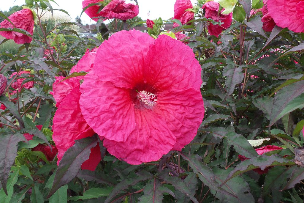 Houston Astros Pink Yellow White Hibiscus Pattern Tropical