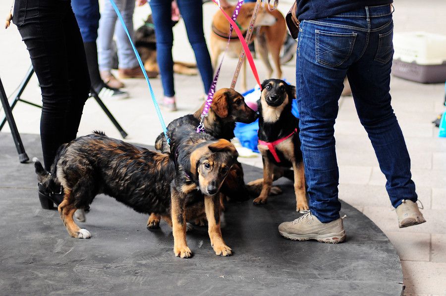 La tenencia de mascotas será fiscalizada. Foto: Aton Chile