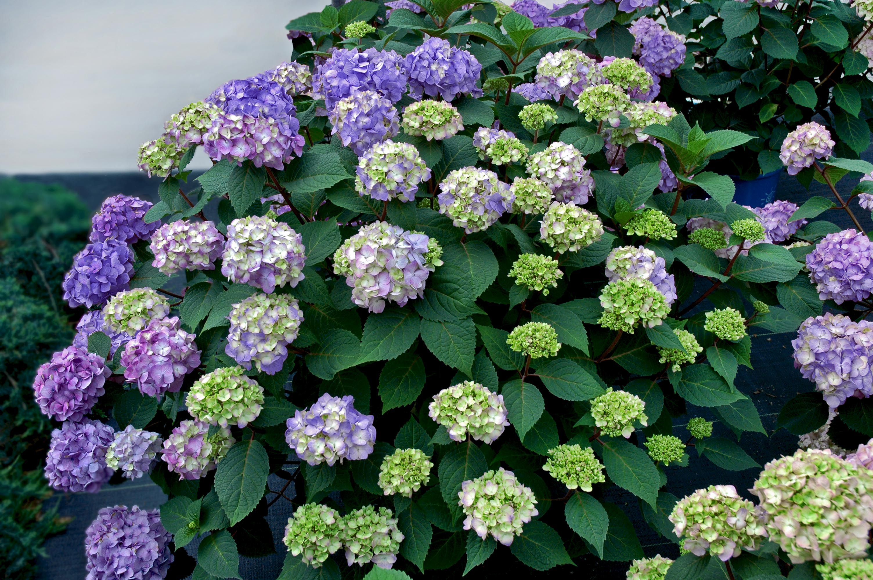 Twice as Nice - Hostas on the Bluff