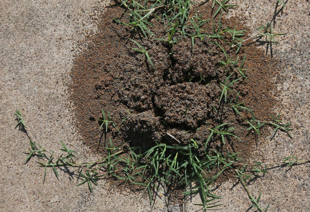 Fire Ant Season Is Here And This Is What Really Works To Get Rid