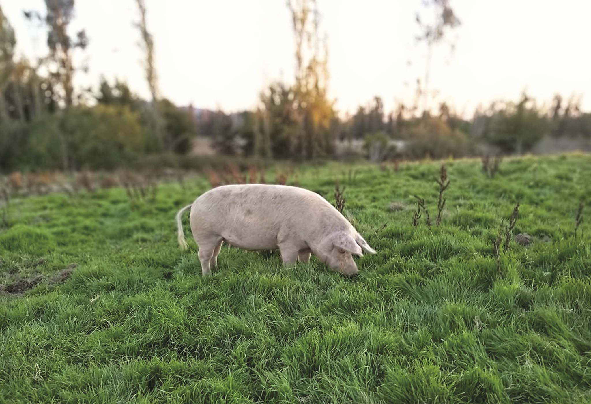 regenerar la tierra