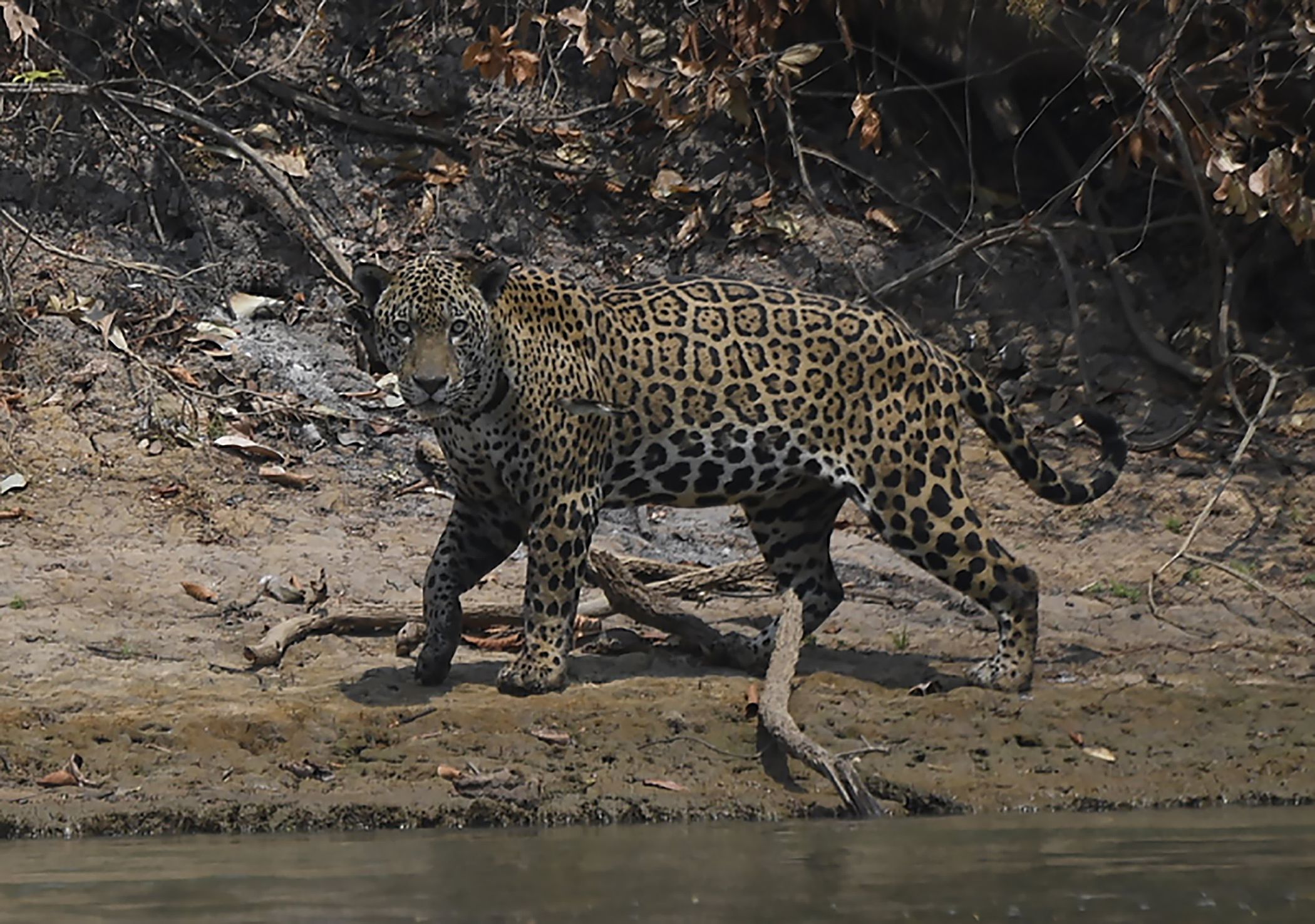 Wildfires disproportionately affected jaguars in the Pantanal