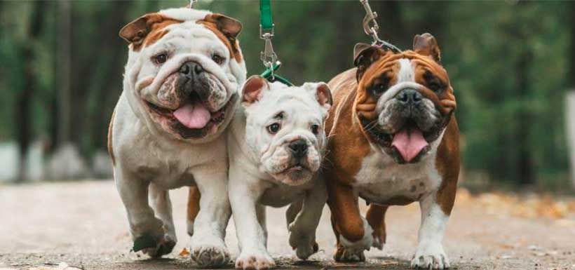 bulldogs