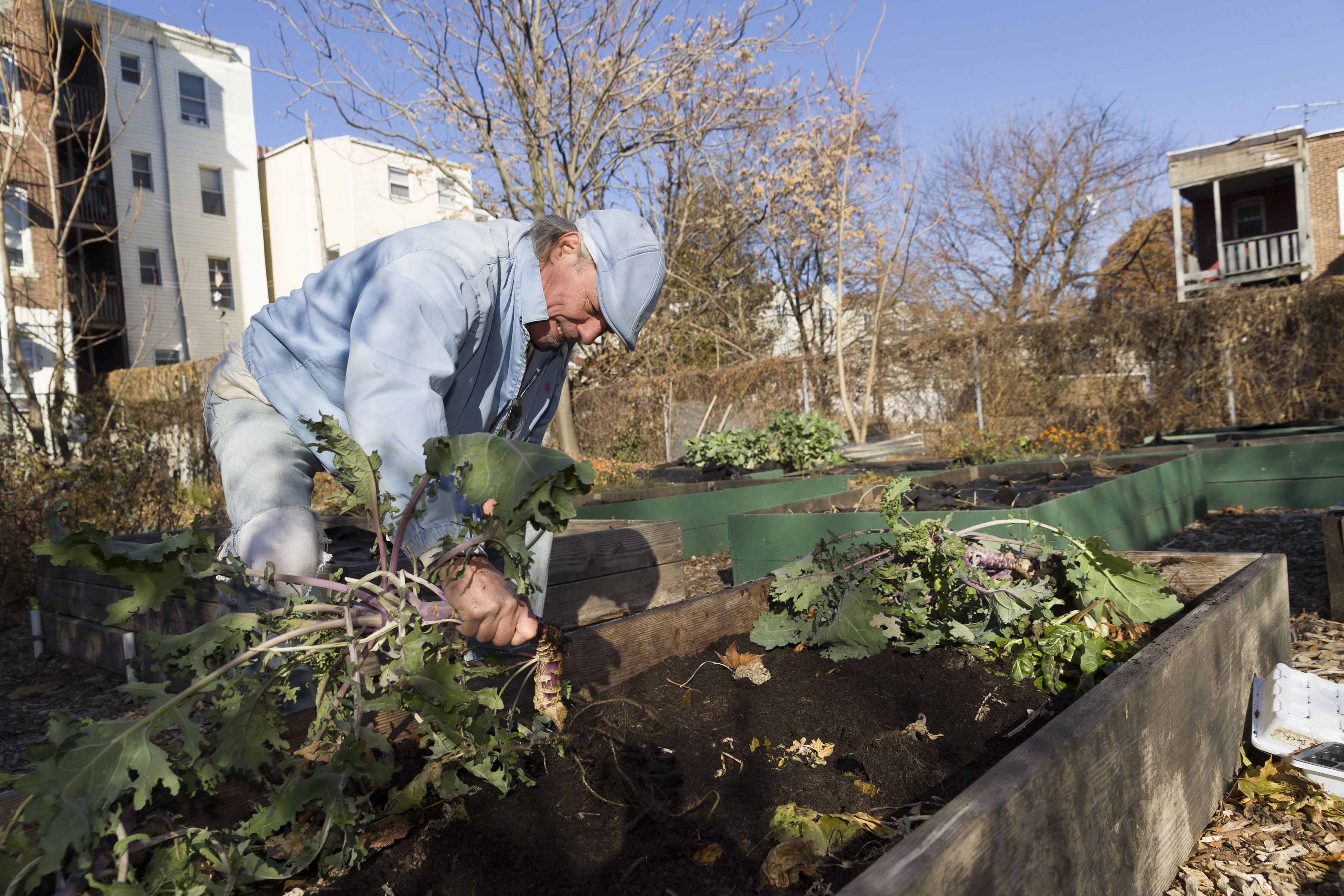 Green Gardens Sprouting From Vacant Lots Urban Farmers Hope To