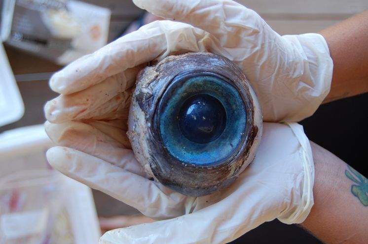 Giant eyeball mystery solved
