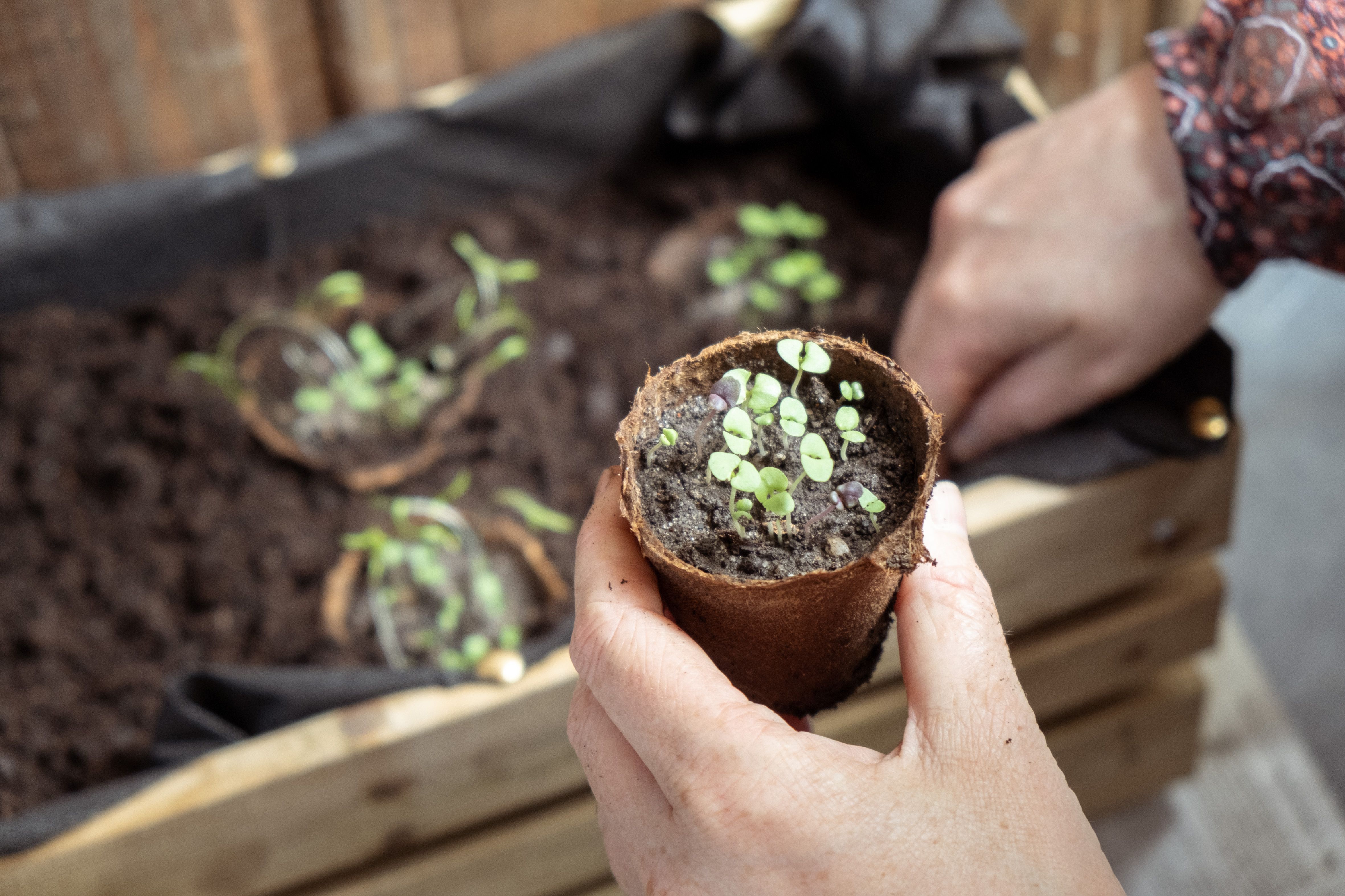 FRANCE - HOBBY - APARTMENT GARDENING