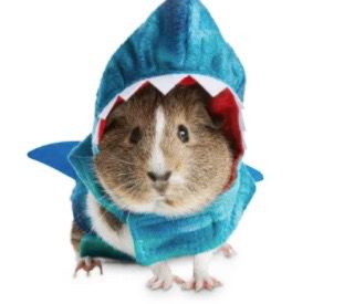 Photo contest for Best Pet Halloween Costume email picture until