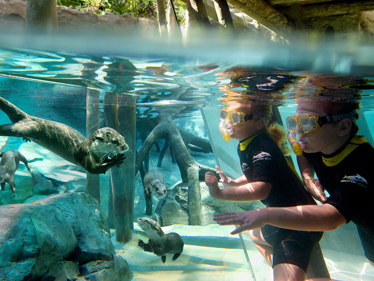 discovery cove sharks