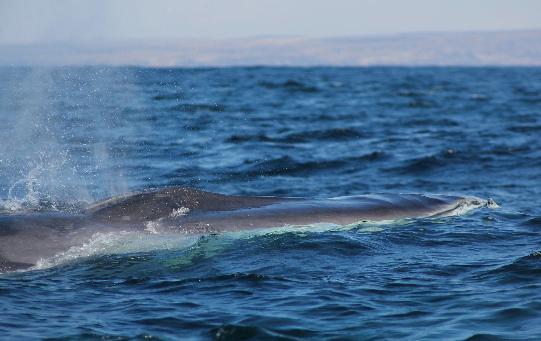 Ballena fin. Foto: César Villarroel