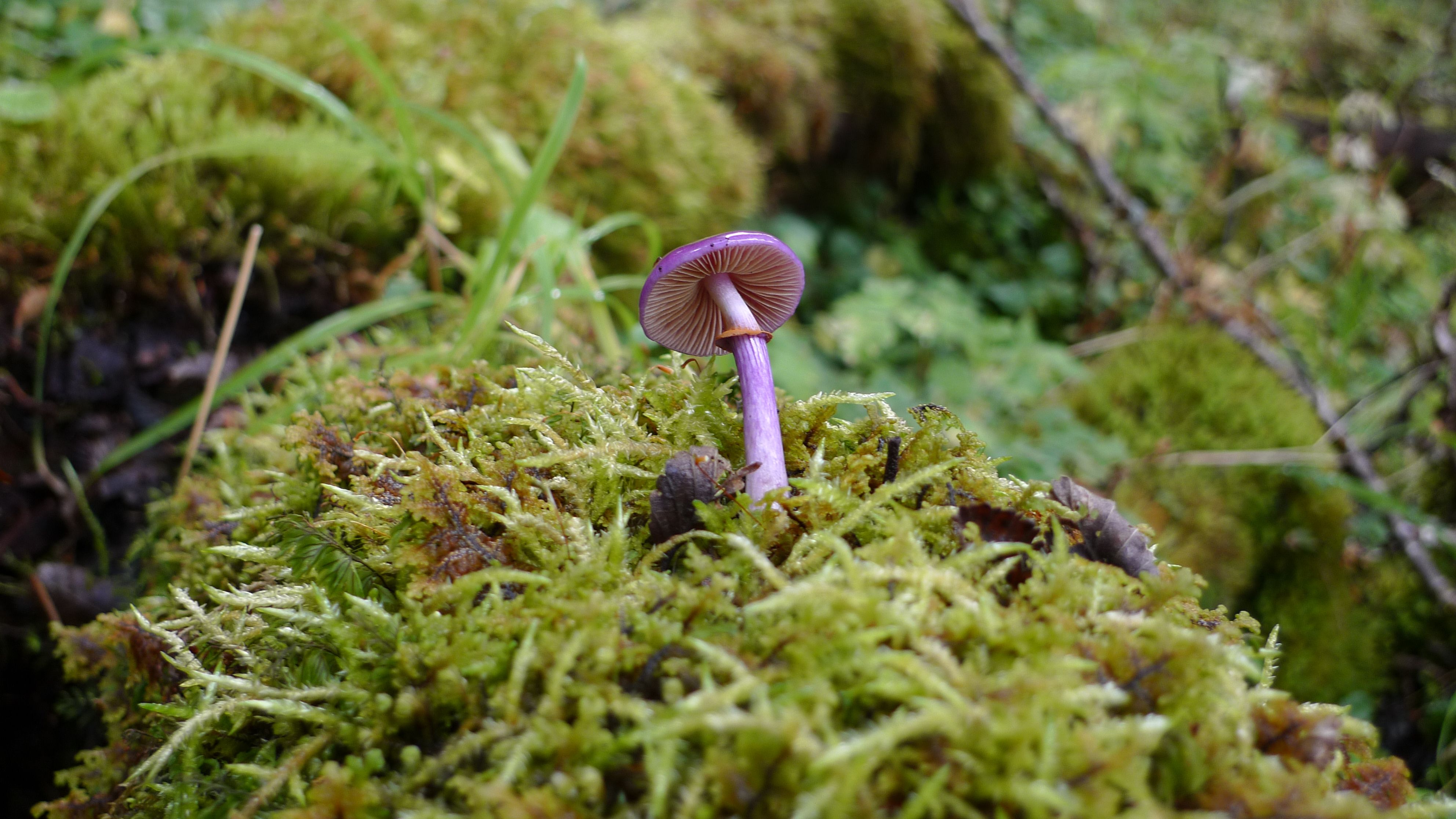 Gentileza Fundación Fungi