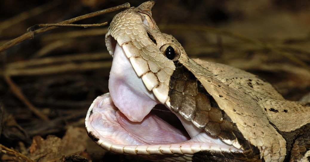 DNR seize venomous vipers, cobra at Jackson County home