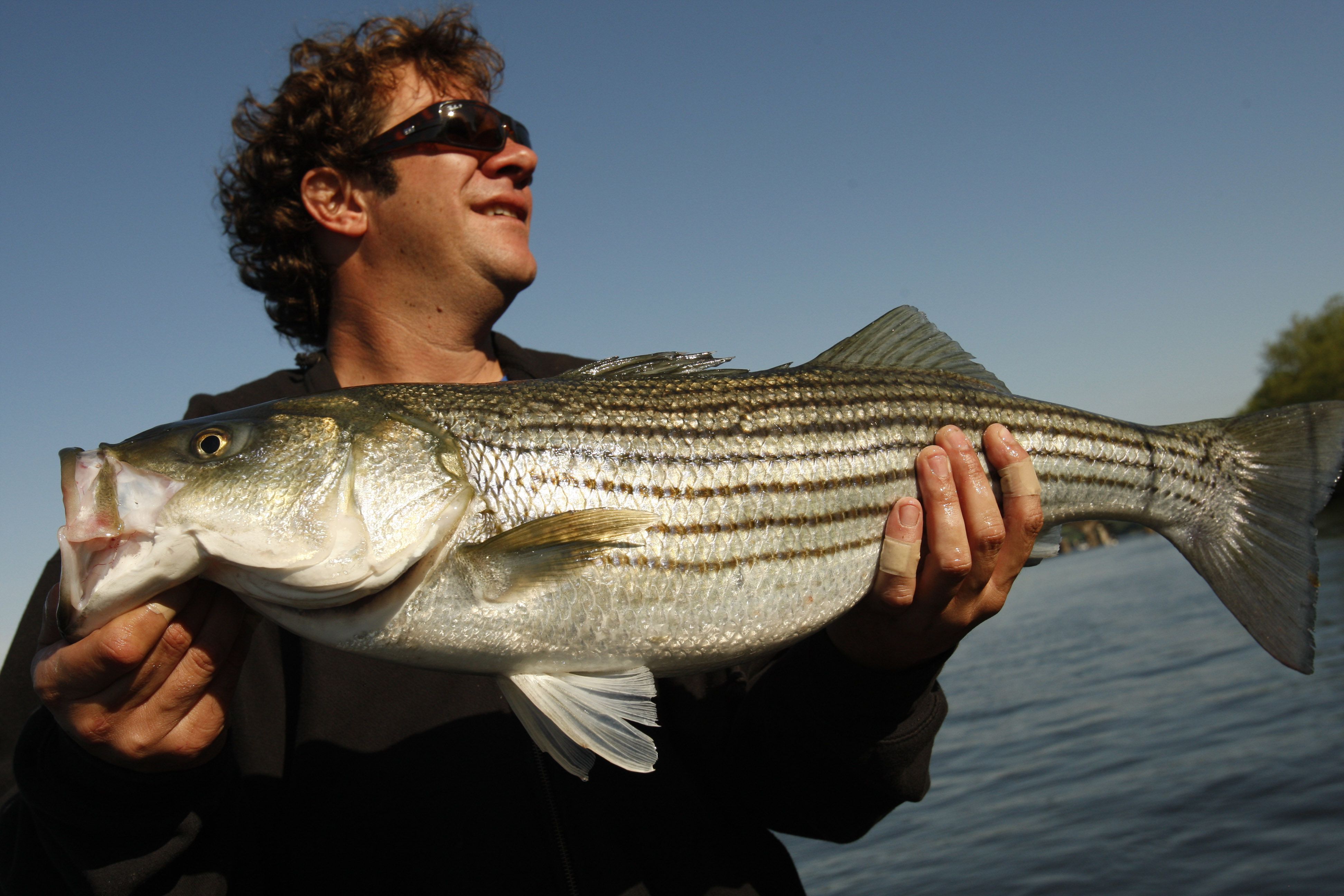 Trophy fish now off-limits as N.J. reels in rules for striper