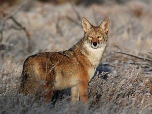 E367: Coyotes in New Jersey: History, Ecology, and Management (Rutgers  NJAES)