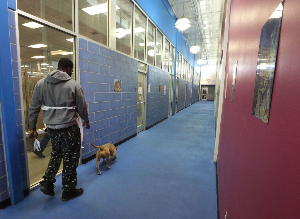 Dallas Animal Services failed to track drugs and properly secure shelter,  report says