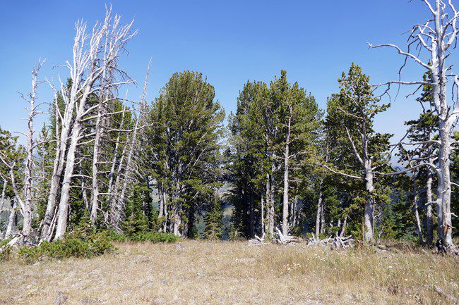 Whitebark Pine Recruitment in the Greater Yellowstone Ecosystem – Data  Summary of Monitoring in 2022 (U.S. National Park Service)