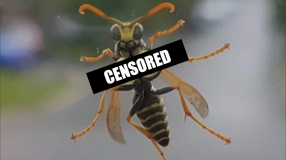 A New Invasive Species of Hornet Has Been Spotted Across North America –  99.5 KISS FM