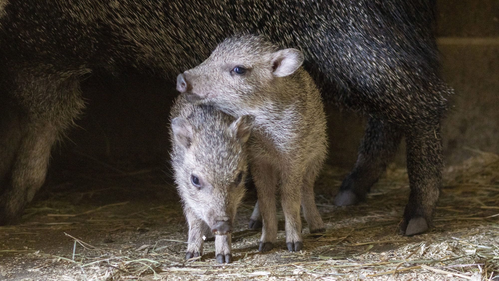 Potawatomi Zoo announces birth of 2 Chacoan peccaries