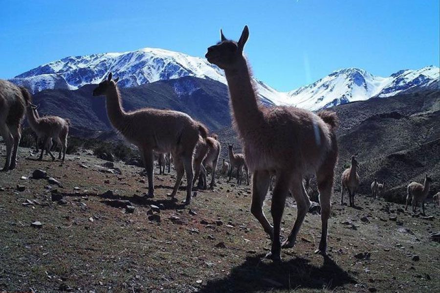 guanacos