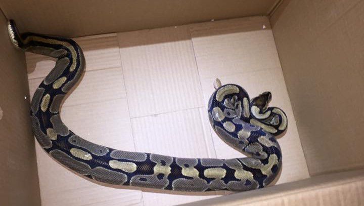 Snakes R Us: Arlington police don't play around with ball python found near  toy store