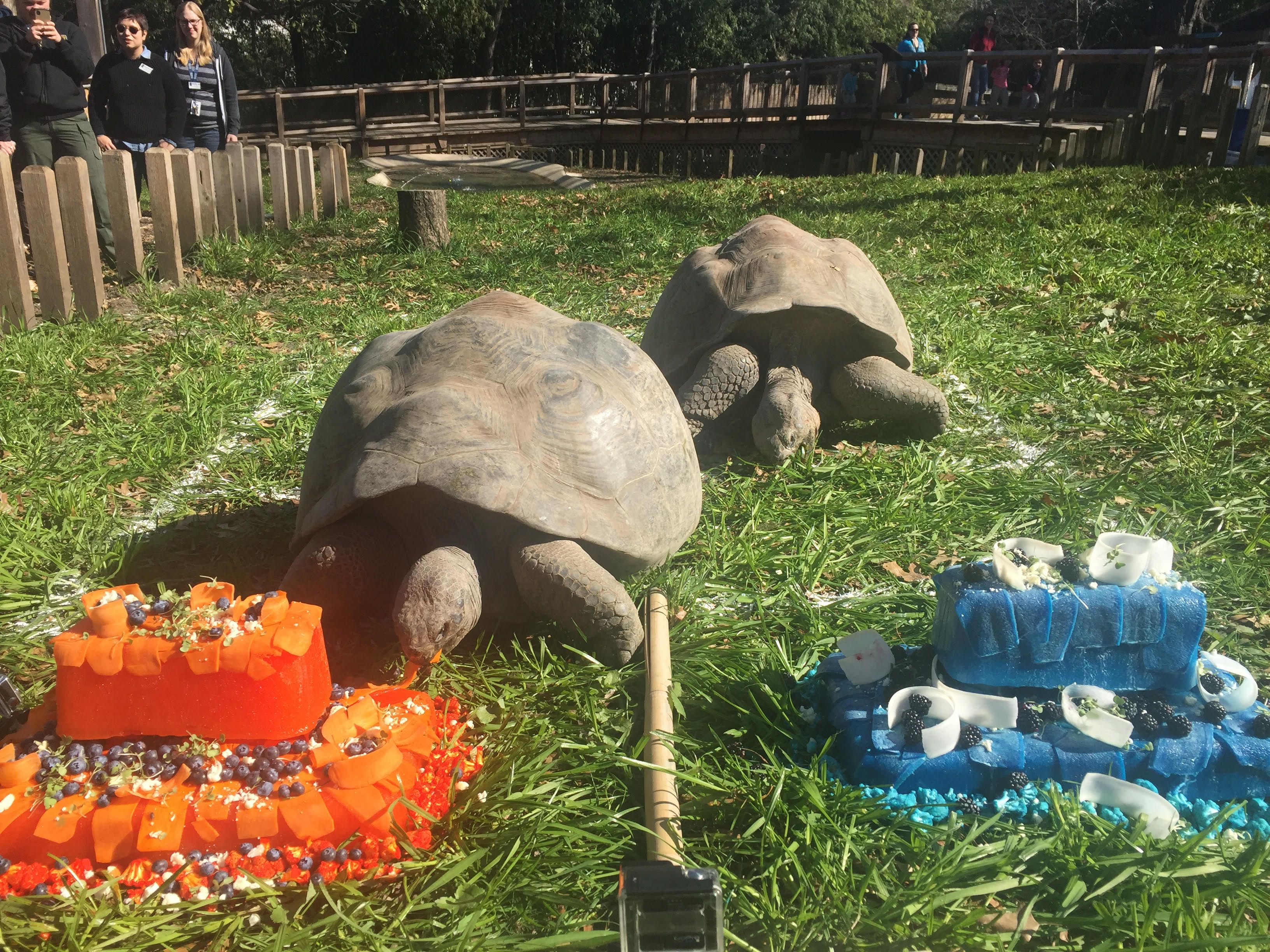 Super Bowl 2014: Animals Predict Denver Broncos Win Over Seattle Seahawks